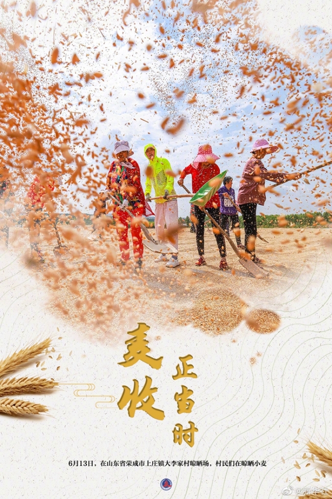 大国“粮”策丨麦香四溢！好一幅麦收全景图