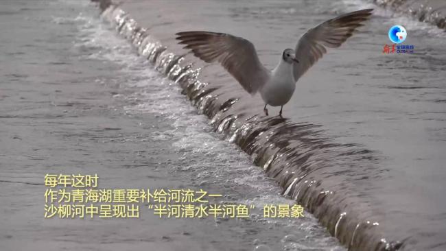 全球连线丨中国最大内陆咸水湖生态持续向好