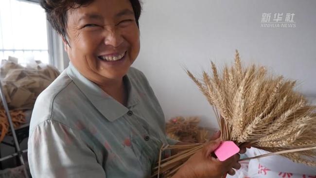 小麦育种专家吴兰云：麦田里的“追梦人”