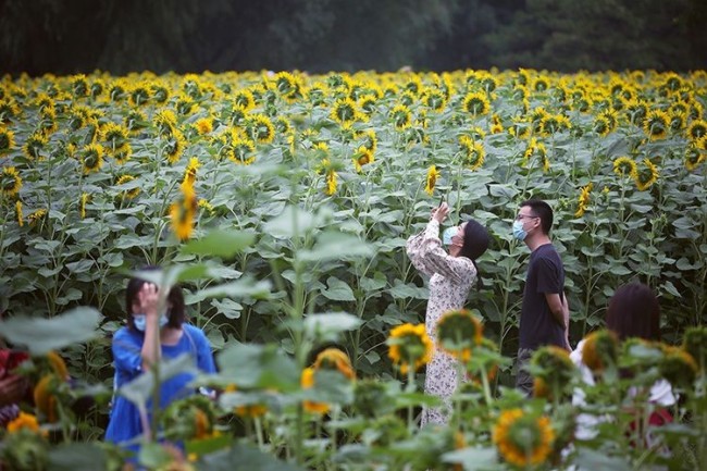 7月3日，游客在向日葵花海间拍照。 记者 薛珺 摄影报道 编辑 殷楠 校对 吴兴发