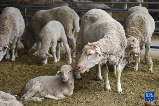 8月6日在新疆绵羊分子育种试验基地拍摄的基因编辑绵羊。新华社记者 丁磊 摄