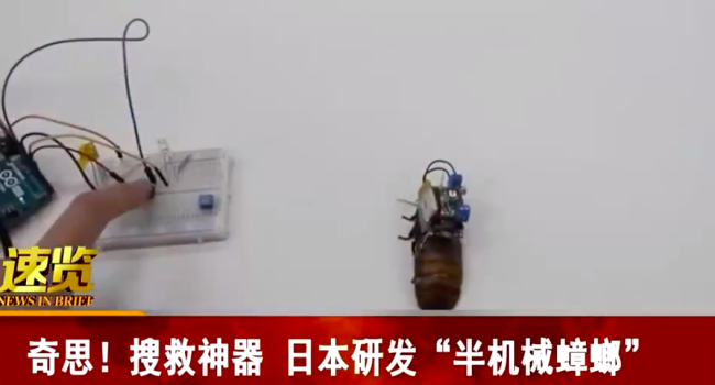 日本研发半机械蟑螂 可控制移动帮助人们清理垃圾