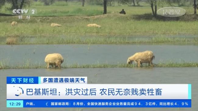 巴基斯坦洪灾致经济损失超100亿美元