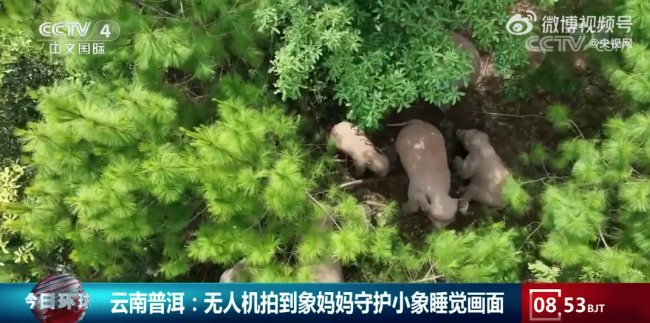 无人机拍到象妈妈守护小象睡觉画面