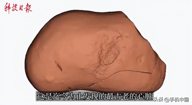 科学家发现已知最古老心脏