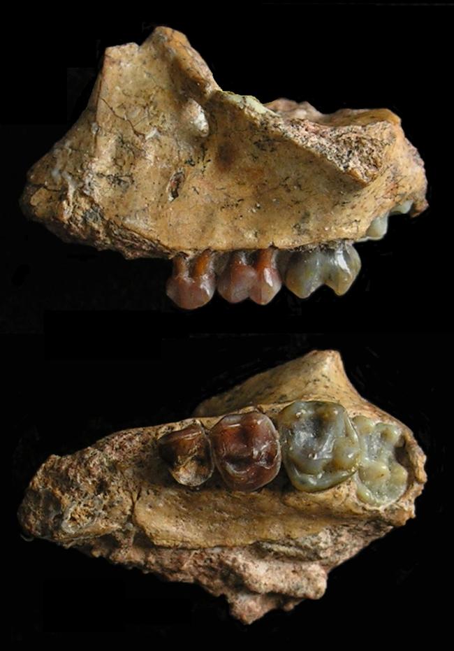 中国云南元谋发现最早的长臂猿化石