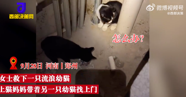 女子收养幼猫母猫找上门托付孩子