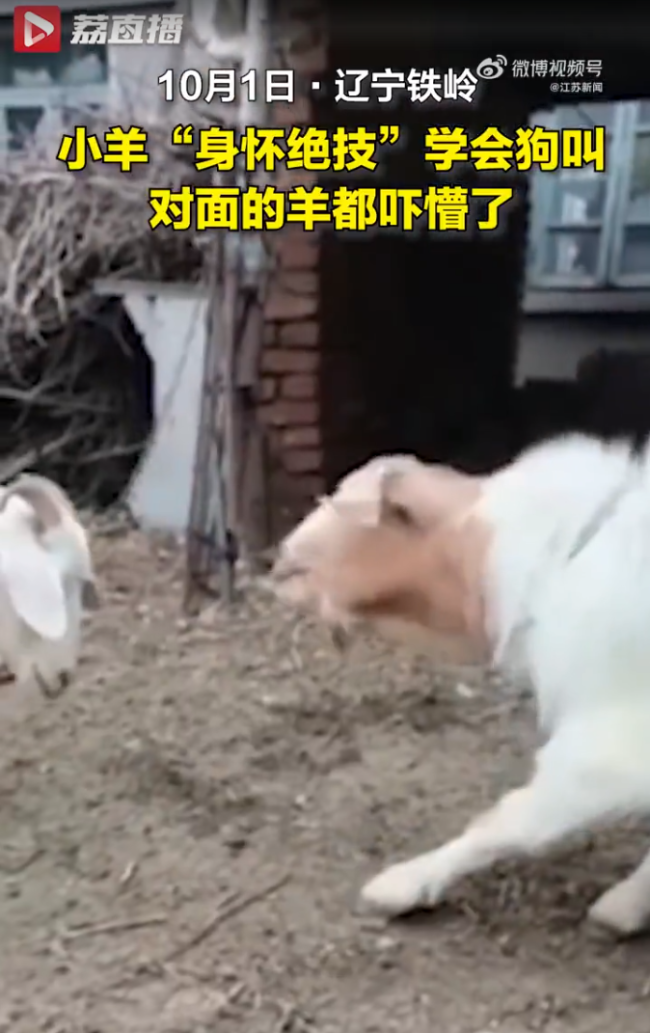 小羊学狗叫吓懵同伴，主人无奈又好笑：你是羊，你汪汪个啥？