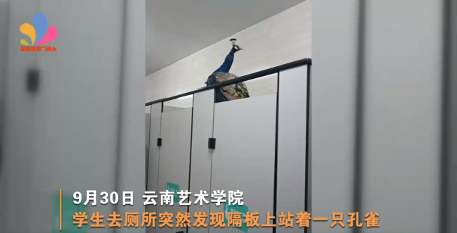 云南大学生校内上厕所偶遇孔雀：第一次和“学长”一起上厕所