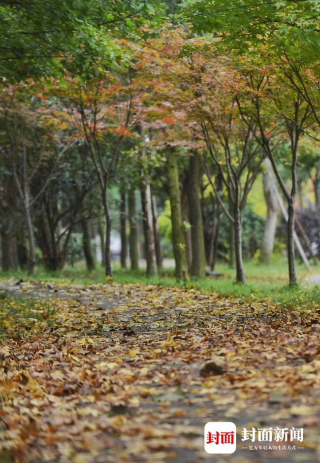 佩茱萸、饮菊酒……重阳节大家都在做什么？