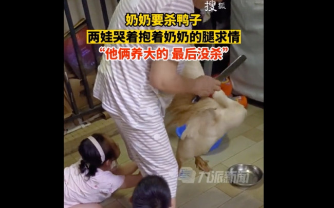 姐弟抱奶奶腿阻止宰从小养大的鸭子 爸爸：鸭子还活着