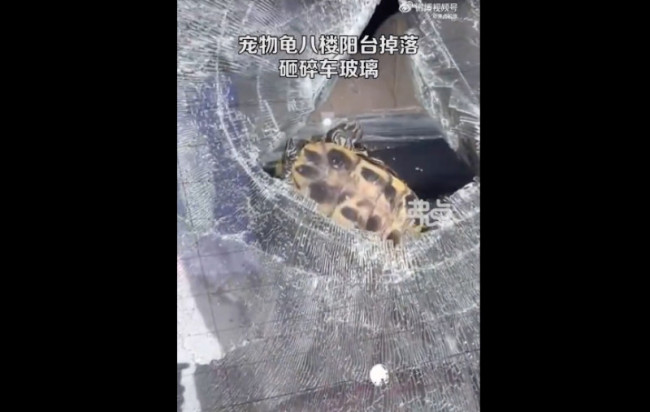 宠物龟从8楼掉落砸碎车玻璃,路人:心有余悸
