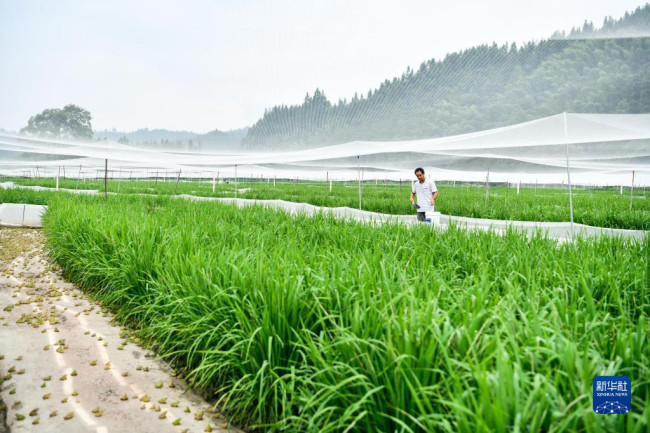 村民在贵州省黎平县洪州镇洪州村的“稻蛙共生”生态养殖基地投食（2022年8月5日摄）。新华社记者 杨文斌 摄