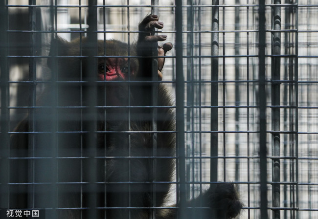 浙江温州景区伤人野猴被“收编” 经判断为猕猴