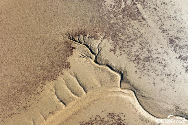 10月11日，山东东营黄河入海口周边海滩，由于潮汐作用形成了形状各异的“大地之树” 。 视觉中国