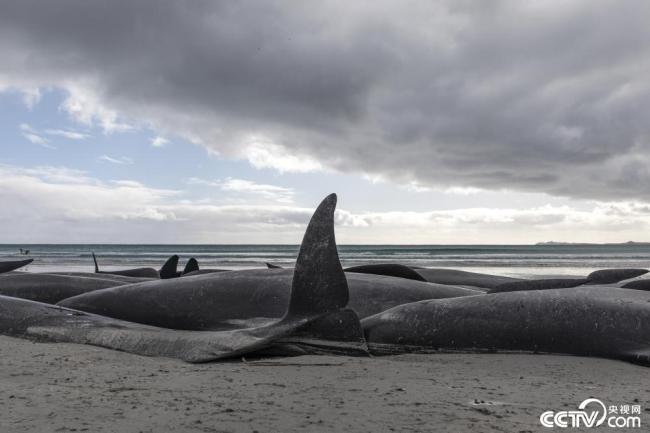 新西兰大批鲸鱼搁浅 被执行安乐死