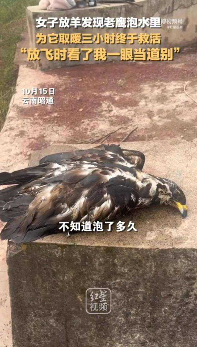 女子水中捞出冻僵老鹰3小时救活 被放飞时回头“道别”