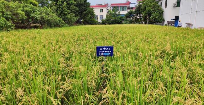 云南产出黑稻、多年生稻、巨型稻等多种水稻