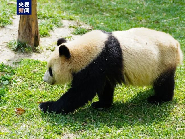 “四海”“京京”开启中卡大熊猫保护研究合作之旅