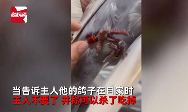 河南信鸽跑偏400公里飞到江苏，主人称可以杀了吃掉，女子好心将其收养