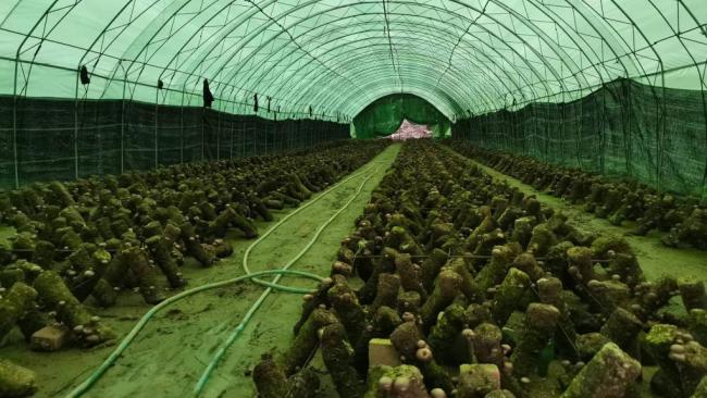 新华全媒+丨蘑菇飘香小山村