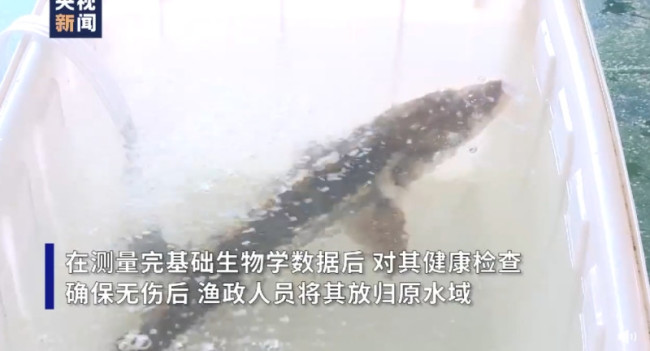 国家一级保护动物长江鲟现身洞庭湖
