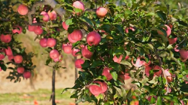 新华全媒+｜陕西白水：苹果之乡喜获丰收