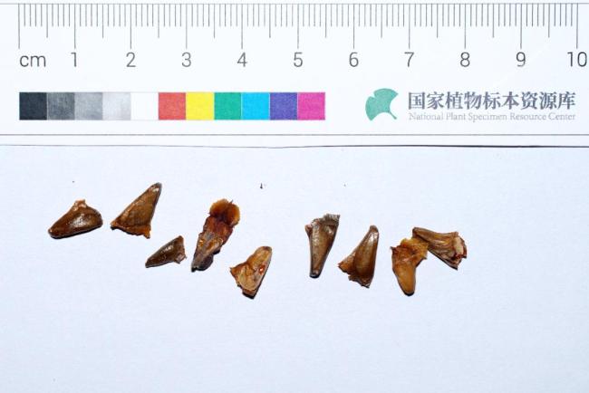 科考者揭秘中国第一巨树发现过程 380多岁83.4米高