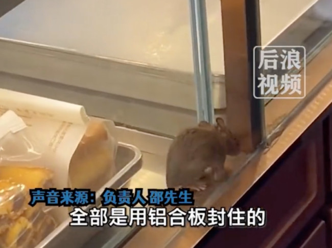 知名糕点门店老鼠在展柜旁乱窜 店长：夹缝里没挤进来