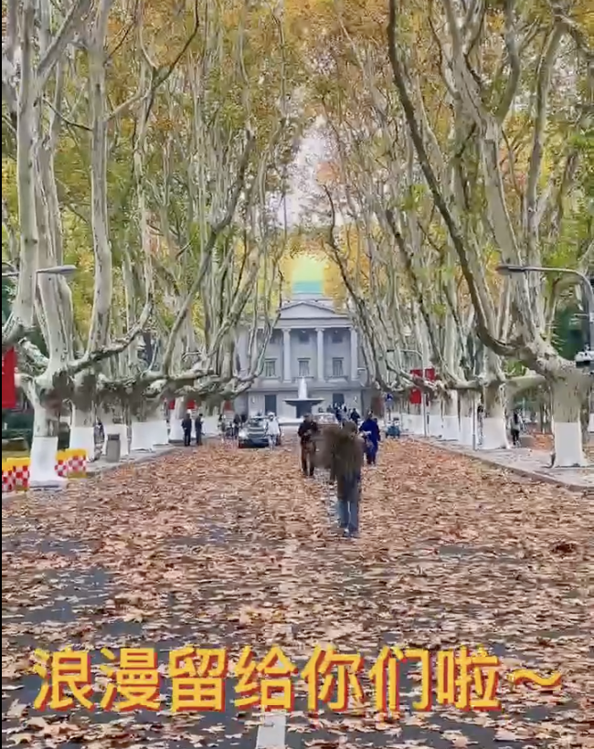 东南大学扫地大爷反向清扫梧桐落叶 大爷是懂得浪漫的！