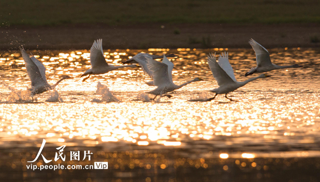 江西九江：鄱阳湖迎来越冬候鸟迁徙高峰【7】