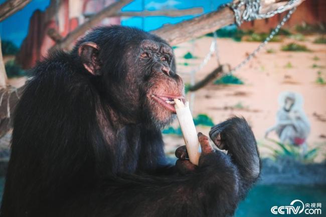山东黑猩猩“入乡随俗”吃大葱