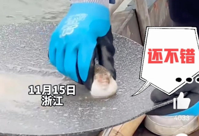男子煎完鱼拿河豚洗锅 网友：这只河豚承受了所有