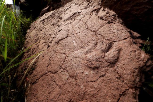远古发现丨福建发现大面积对板保存的恐龙足迹化石