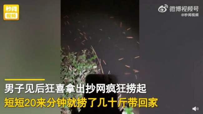 男子夜钓发现无数“烟头”：卖到150一斤