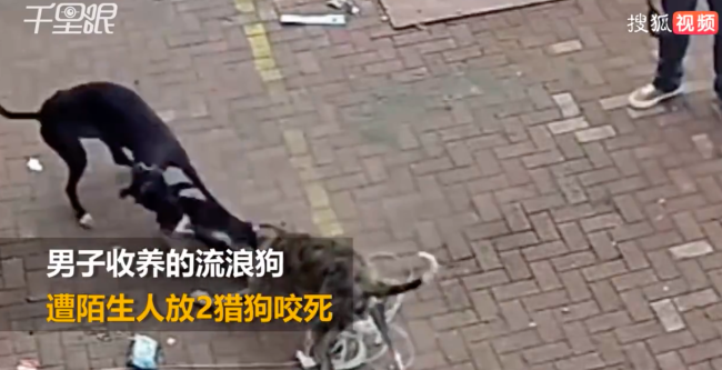 小狗门口玩耍被人放2猎犬咬死