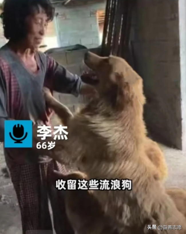 老人为救流浪狗花掉80万瘦成纸片人：忙到吃不了饭