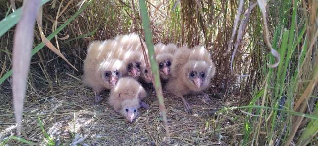 百香果园里发现6只猴面鹰宝宝：面部扁平，似猴脸