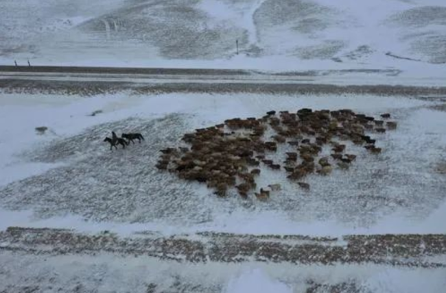 北疆牧民转场时在1米深积雪里迷路 最低气温-48.6℃