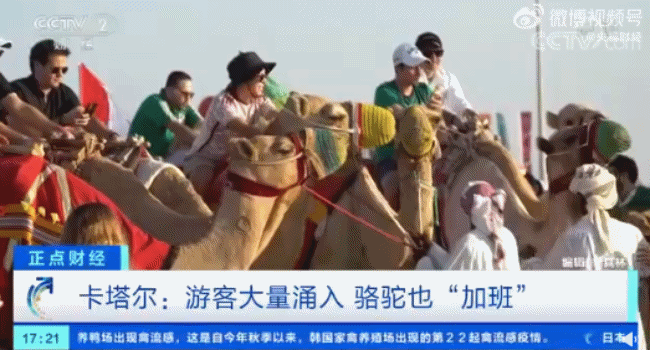 卡塔尔游客多到骆驼加班，工作量暴涨50倍