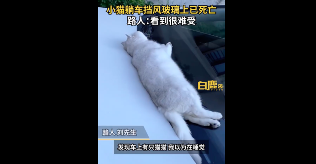 猫咪躺前车玻璃死亡车主将其掩埋 胖乎乎的银渐层就这么没了