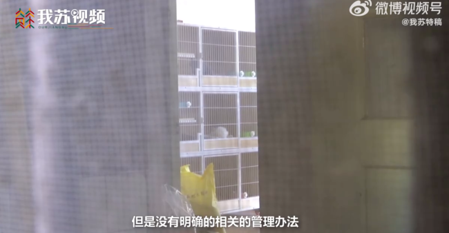 女子家中养10多只猫臭到邻居不敢开窗