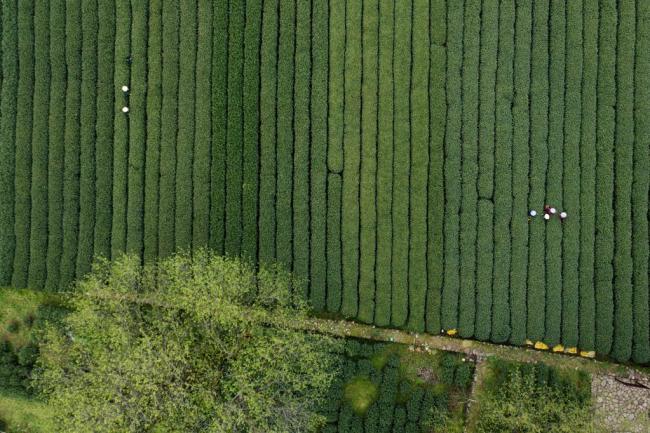 中国故事|一片东方古叶的新生