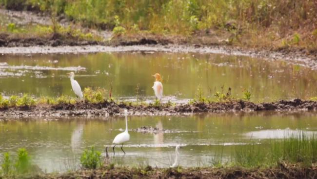 新華全媒+｜“鳥中國寶”朱鹮安家錢江源國家公園