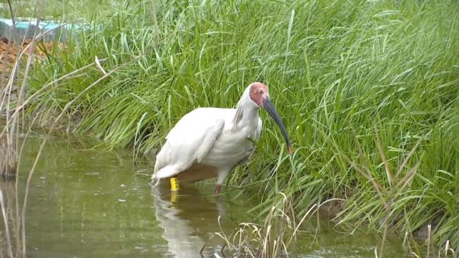 新華全媒+｜“鳥中國寶”朱鹮安家錢江源國家公園