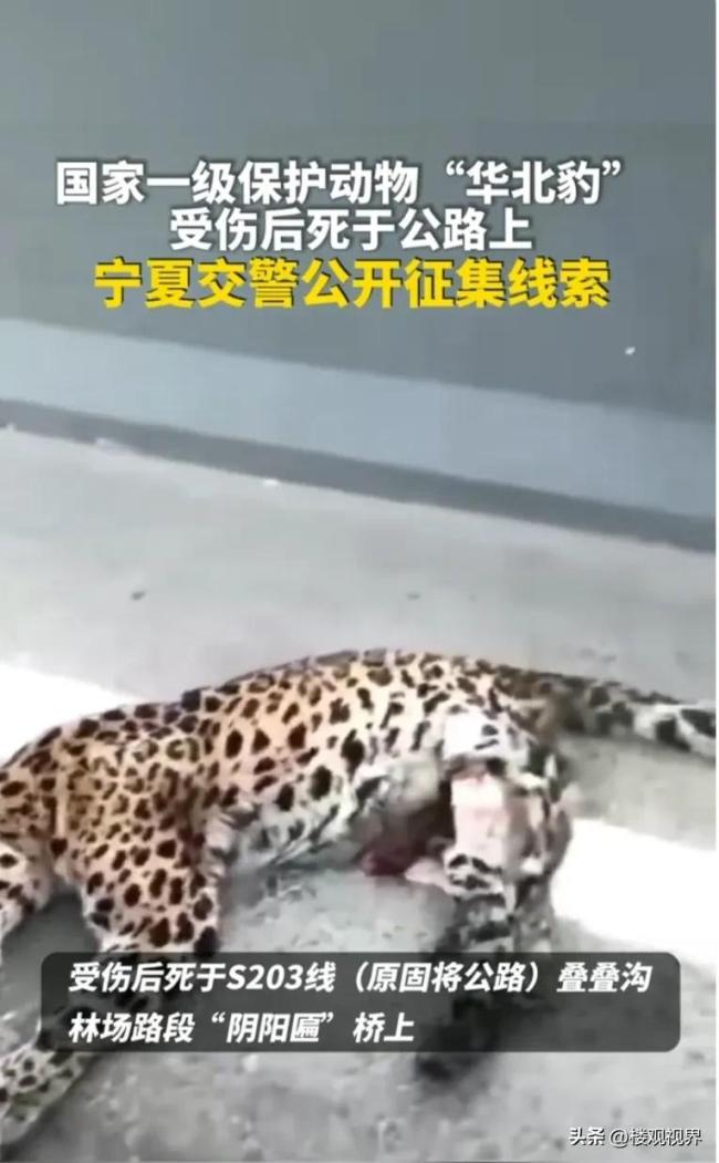 宁夏一公路旁发现野生华北豹尸体 不报警跑掉涉嫌肇事逃逸