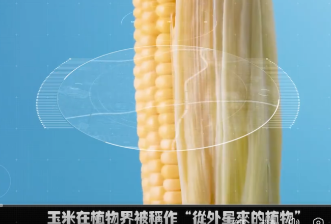 为什么玉米被称为“末日作物”