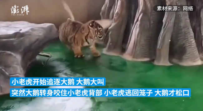 老虎幼崽追大鹅被反杀躲进笼子