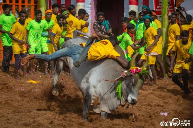 印度民众参加驯牛活动庆祝丰收节