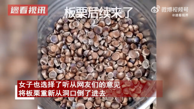 女子将松鼠囤的板栗一锅端最终归还